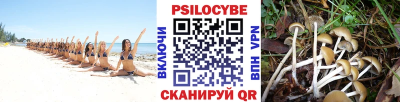 Купить где  Мценск  Псилоцибиновые грибы Psilocybe 